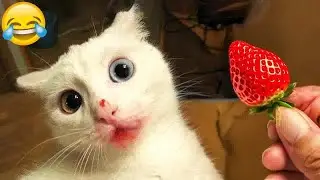 Cute animal Videos That You Just Can't Miss😹🐕#19