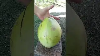 Kupas kelapa jumbo