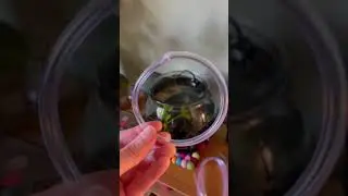 Floating plant ring w/airline tubing - quick and easy DIY - ft.  water spangles!