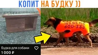 ПЁС КОПИТ НА ХАТУ ))) Приколы | Мемозг 1676