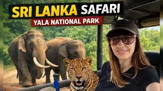 Sri Lanka Safari 🇱🇰| Yala National Park | Сафарі на Шрі Ланці | Національний парк Яла  