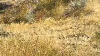 Wind in the Grass - Wind Cave National Park