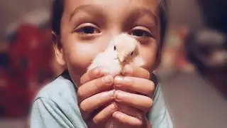 Chicky with a Sticky