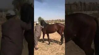 إعادة عسف الحصان مرحب والبداية بالشغل الأرضي