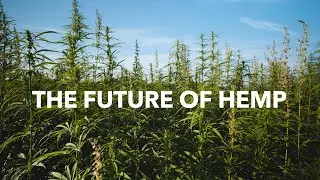The Future of Hemp | Rodale Institute