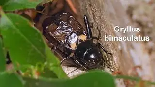 Gryllus bimaculatus -- Zweifleckgrille -- Two-spotted Field-cricket