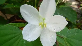 അനുപമയെ കുടുക്കാൻ നോക്കി സുശീല പെട്ടു സത്യനും പ്രതിഭയും ആശുപത്രിയിൽ 🙄😁