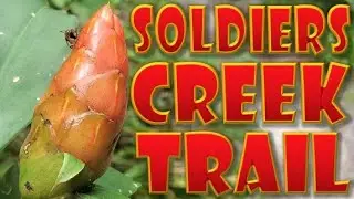 Hiking Soldiers Creek Mountain Bike Trail! Seminole County, Florida