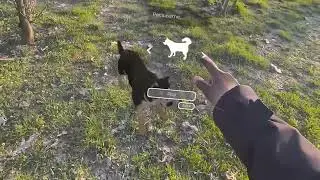 MyPetXR update in mixed reality by Metagate on Meta Quest