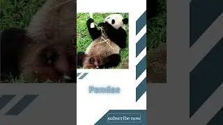 Top 3 Cute Animals That Can Kill You #shorts