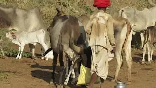 kankrej cows