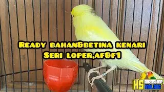 Ready BAHAN&BETINA KENARI SERI LOPER,AF&F1!!  #kenarimania #galerikenariindonesia #kicaumania 