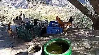 las gallinas al atardecer