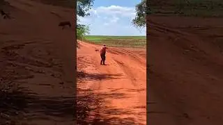 Идеальный момент &mdash; идеальный выстрел 🎯 #hunting #загоннаяохота #wildboar #wildlife #boarhunt