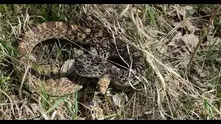 Bullsnake gopher snake defensive rattlesnake mimicry western Nebraska May 2025