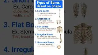 Types of Bones by Shape | Anatomy Made Easy 🦴 #Bones #skeleton #anatomy