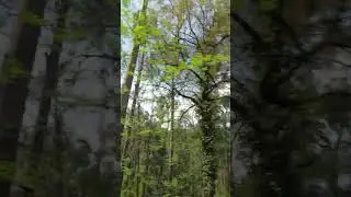 Tall Pine Trees Forest #shorts