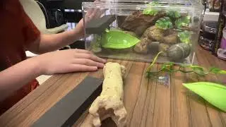 Full leopard gecko summary in 5 mins!