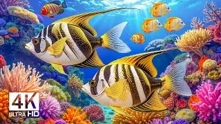 Подводные чудеса 4K &mdash; удивительные рыбы, коралловые рифы и морские животные с нежными звуками аквари