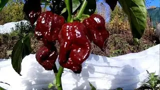 Douglah T X. Сверхострый сорт перца