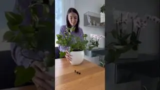 Vi ricordate questo metodo per cambiare un po' l'aspetto delle piante? 😍Mi piace moltissimo!