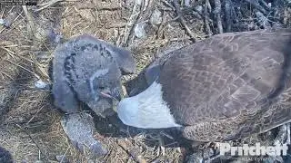 04-28-20 SWFL eagles; Harriet feeds the growing E's.