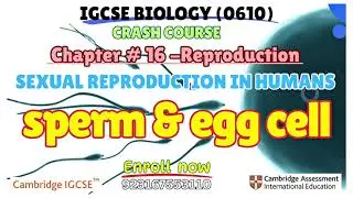IGCSE Biology| Chapter 16 Gametes and sperm cell 