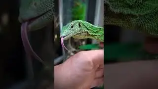 Meet the Green Tree Monitor: Jungle&rsquo;s Vivid Acrobat! 🌳🦎