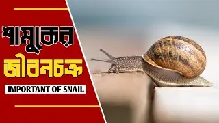শামুকের জীবন চক্র | Amazing Fact Of Snail