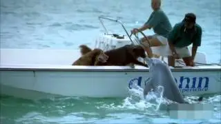 Dolphin Kisses Dog  Jumps For Joy!