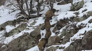 Каба́н (лат. Sus scrofa)