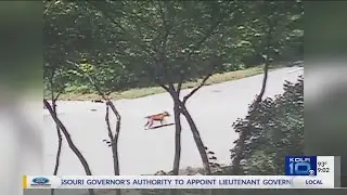 Surveillance Shows Woman Dumping Dog on Roadside