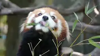 You can see the unique logo of the beautiful Red Panda Miss Unicron