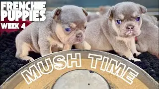 LIVE: Frenchie Puppies week 4 &ndash; Maliboo x Sirloin | Puppy Mush Feeding + Breeder Q&A