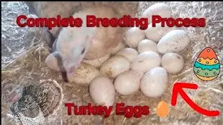 Turkey Birds Eggs 🥚 Completed by the eggs Process Amazing video big Birds Eggs #youtube #video 🥚🦃👈