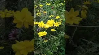 Bunga kuning