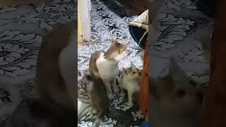 cat family#kitten playing😘😘