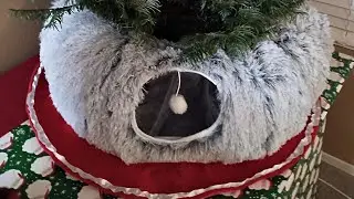 Отзыв о кошачьем туннеле в виде рождественской елки 🎄 Наша кошка в восторге 💯 Счастливого Рождест...