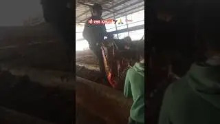 गौ रक्षा दल#dairyherd#cow  please subscribe me 👑🙏🤑