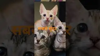 सबसे सुंदर व्यक्ति  कैमरे मे कैद#comedy#catvideos#pets#memes#animals#trendingshorts #ytshorts