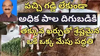 Best feeding method without Green Fodder for more milk in dairy farming Telugu | Dr. Madankumar Vet