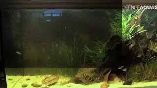 Biotope Aquarium Design Contest 2015   compilation of all tanks 1080p 30fps H264 128kbit AAC