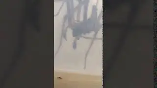 Giant spider found Cleaning its FANGS