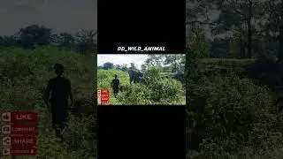 A man went near a wild elephant.🐘🐘🌳 #elephant #assamwildlife #animals #wildlife #nature