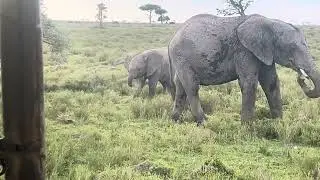 Elephant calf learning how to use his trunk