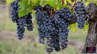 The World of French Wine: A Journey Through Terroir, Tradition, and Taste