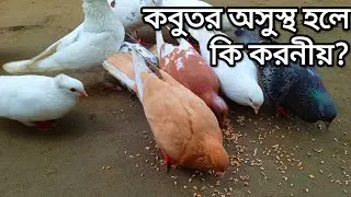 কবুতর অসুস্থ হলে কি করনীয়? কবুতর অসুস্থ হলে কি কাজ করতে হবে।। kobutor history.