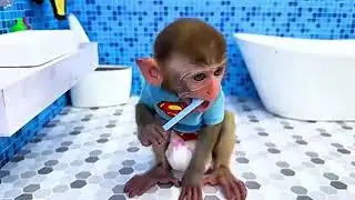 monkey baby bobo murders little angry confused jewish midget with epilepsy09223