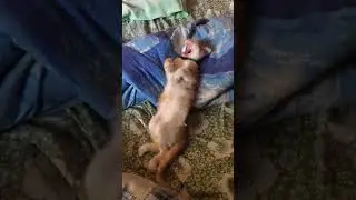 ❤️Кот-Бося❤️ упал сегодня с крыши но слава богу все хорошо