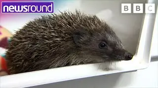How to Keep Hedgehogs Safe this Summer 🦔 | Newsround